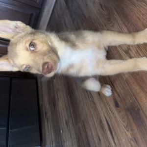 Image of Unknown, Found Dog
