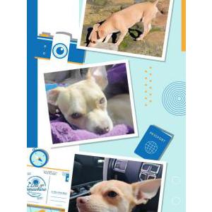Image of Leago, Lost Dog
