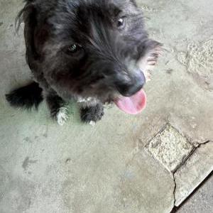 Image of Tobi, Lost Dog