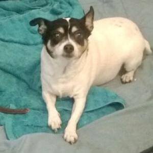 Lost Dog Brella