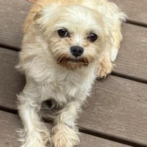 Image of Dexter, Lost Dog