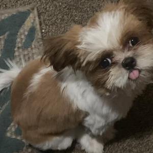 Lost Dog Knots