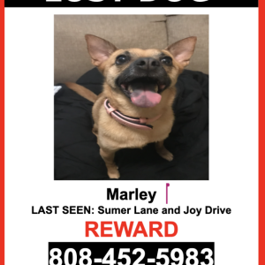 Lost Dog Marley
