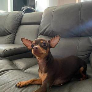 Lost Dog Canela