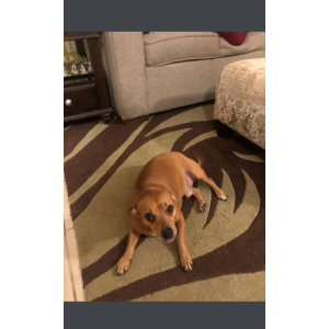 Image of Marley, Lost Dog