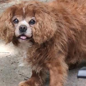 Image of Copper, Lost Dog