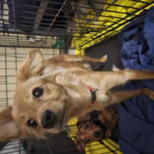 Image of Unknown, Found Dog