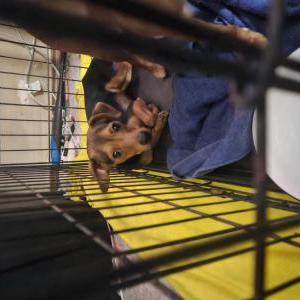 Image of Unknown, Found Dog