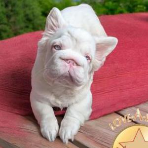 Image of Bunny, Lost Dog