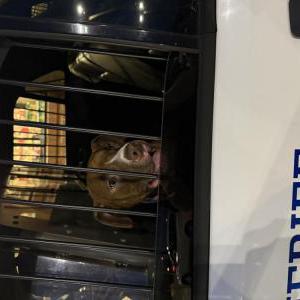 Image of Unknown, Found Dog