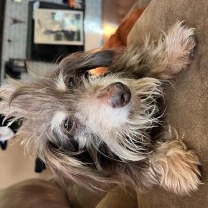Image of Carla, Lost Dog