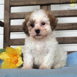 Lost Dog Lassie Tuey