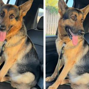 Image of Skye, Lost Dog