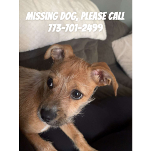 Image of Canela, Lost Dog