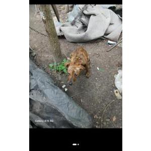Found Dog unknown
