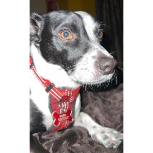 Image of Bobo, Lost Dog