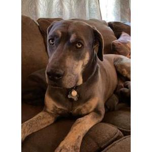 Image of Kronos, Lost Dog