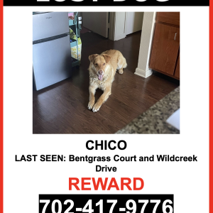 Image of Chico, Lost Dog