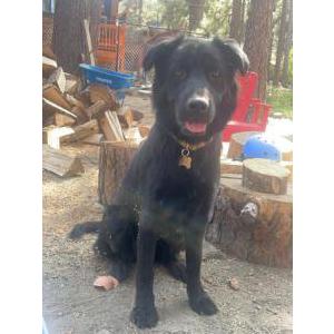 Image of Millie, Lost Dog