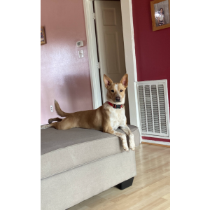 Image of Lana, Lost Dog