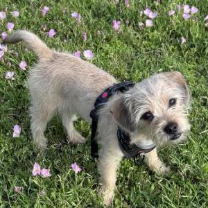 Image of Cricket, Lost Dog