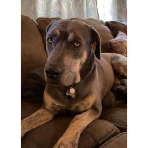Image of Kronos, Lost Dog