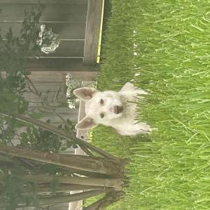 Image of fluffy, Lost Dog