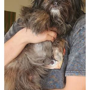 Image of Pixie, Lost Dog