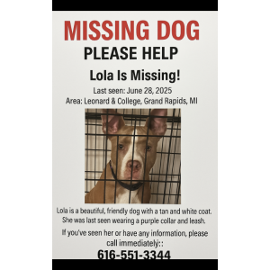 Image of Lola, Lost Dog