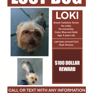 Image of Loki, Lost Dog