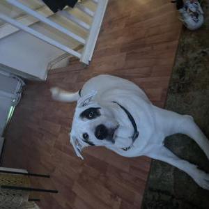 Lost Dog Toto