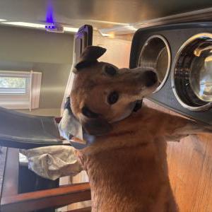 Image of Max, Lost Dog