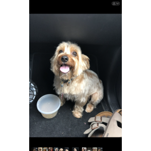 Image of Hershey, Lost Dog