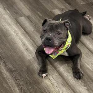 Lost Dog bella