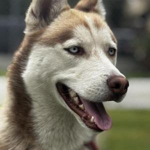 Found Dog Unknown