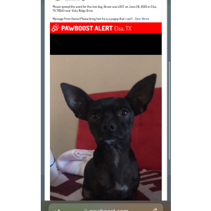 Lost Dog Bruno