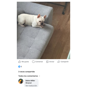 Lost Dog Tokio