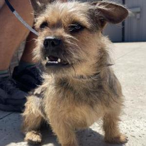 Found Dog Unknown