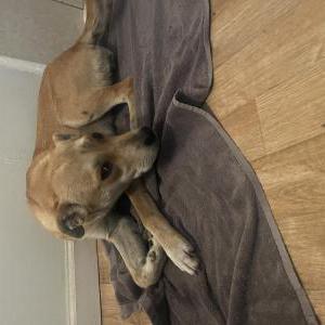 Found Dog Unknown
