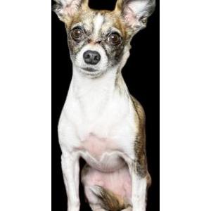 Lost Dog Lena