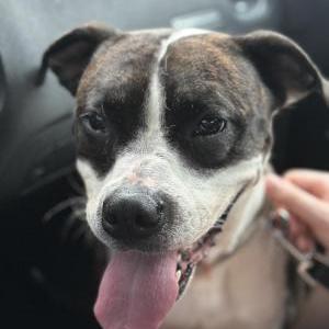 Image of Unkown, Found Dog