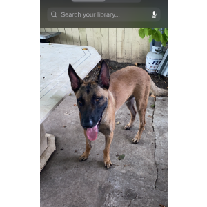 Lost Dog LOBO