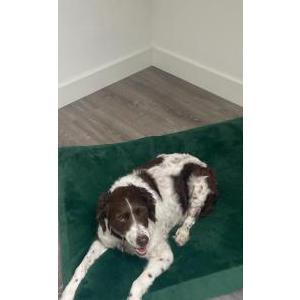 Image of Kayse, Lost Dog