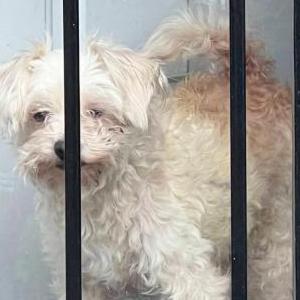 Lost Dog Chloe