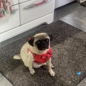 Lost Dog Toby (Tobi) Pierce
