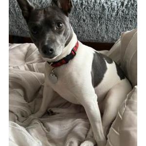 Image of Stella, Lost Dog