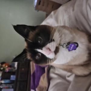 Image of Banana, Lost Cat