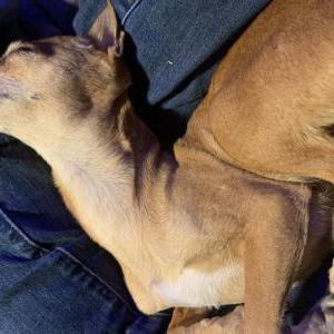 Image of Puppy, Lost Dog