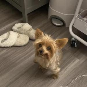 Image of Cupcake, Lost Dog