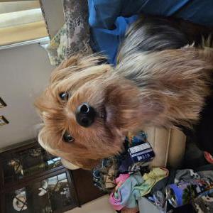 Lost Dog Belle